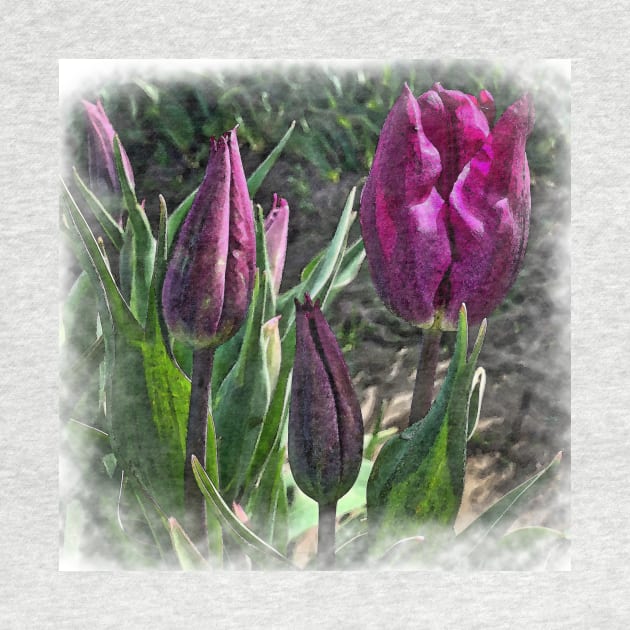 Dark Purple Tulips Opening by KirtTisdale